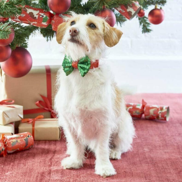 Festive bowtie dog collar on a dog by the Christmas tree