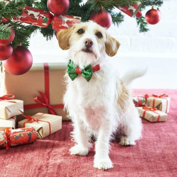 Festive bowtie dog collar on a dog by the Christmas tree