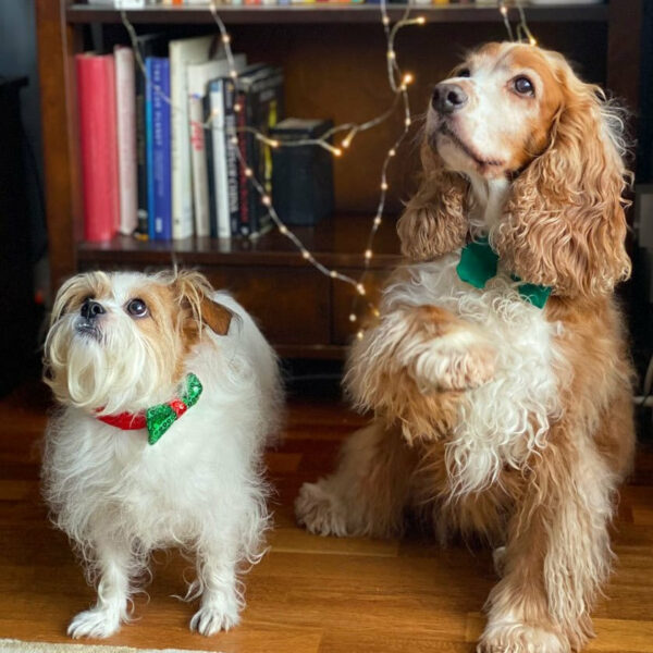 Festive bowtie dog collar on two dogs