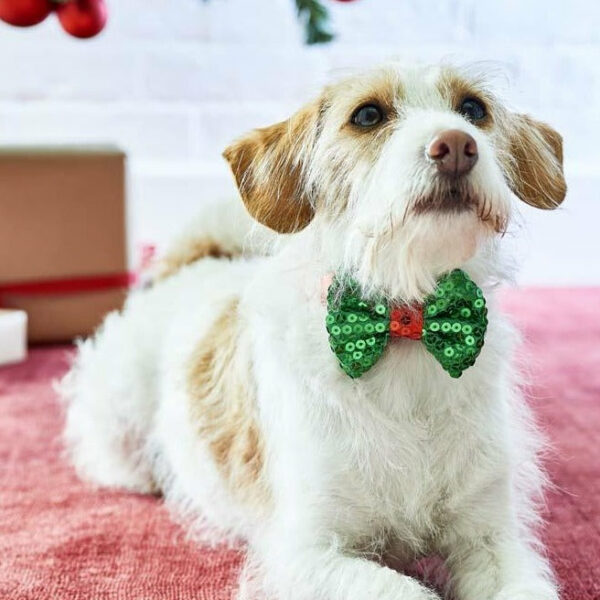 Festive Bowtie Dog Collar on a dog by a Christmas tree